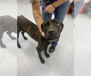 American Pit Bull Terrier Dogs for adoption in Bakersfield, CA, USA