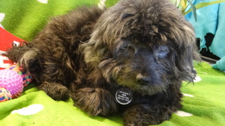 Lhasa-Poo Dogs for adoption in Vacaville, CA, USA