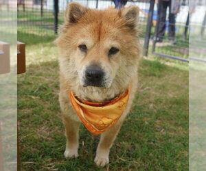 Chow Chow-Unknown Mix Dogs for adoption in San Antonio, TX, USA