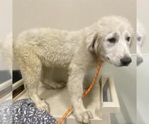 Great Pyrenees Dogs for adoption in Modesto, CA, USA