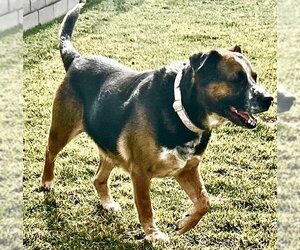 Mutt Dogs for adoption in  Ramona, CA, USA