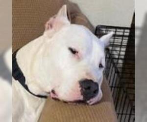 Dogo Argentino Dogs for adoption in Von Ormy, TX, USA