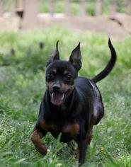 Mutt Dogs for adoption in Seminole, FL, USA