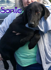 Medium Photo #8 Labrador Retriever Puppy For Sale in Limerick, ME, USA