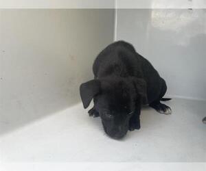 American Pit Bull Terrier Dogs for adoption in Houston, TX, USA