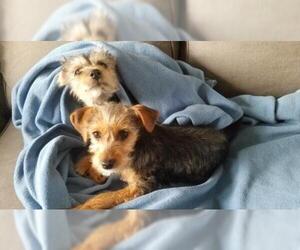 Miniature Pinscher-Unknown Mix Dogs for adoption in Dahlgren, VA, USA