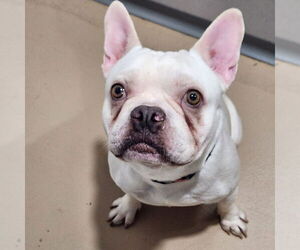 French Bulldog Dogs for adoption in Walnutport, PA, USA