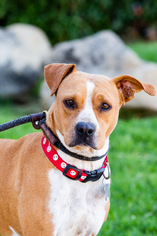 Boxer Dogs for adoption in El Cajon, CA, USA