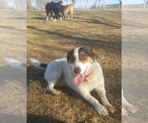 Beagi Dogs for adoption in Rockaway, NJ, USA