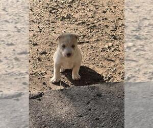 Huskies -Unknown Mix Dogs for adoption in San Antonio, TX, USA
