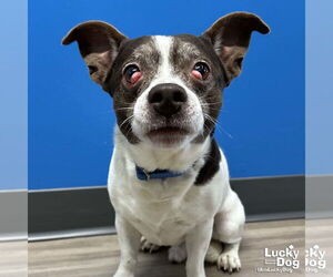 Jack Chi Dogs for adoption in Washington, DC, USA