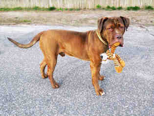 Medium Photo #1 Dogue de Bordeaux Puppy For Sale in Hampton Bays, NY, USA