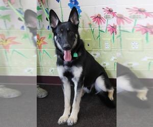 German Shepherd Dog Dogs for adoption in Waynesboro, PA, USA