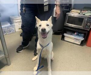 Siberian Husky-Unknown Mix Dogs for adoption in Bakersfield, CA, USA