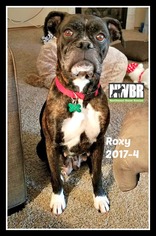 Medium Photo #1 Boxer Puppy For Sale in Woodinville, WA, USA