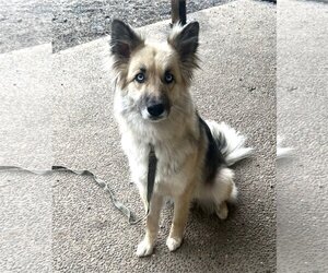 German Shepherd Dog-Huskies  Mix Dogs for adoption in Seattle, WA, USA