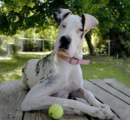 Great Dane Dogs for adoption in Media, PA, USA