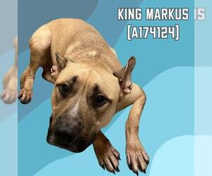Black Mouth Cur-Unknown Mix Dogs for adoption in Tulsa, OK, USA