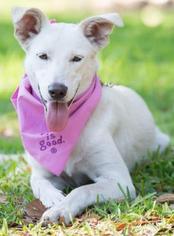 Shepradors Dogs for adoption in Bradenton, FL, USA