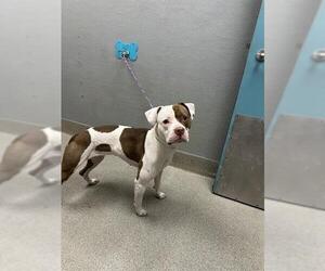 Mutt Dogs for adoption in Las Vegas, NV, USA