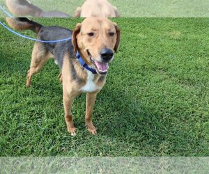 Treeing Walker Coonhound-Unknown Mix Dogs for adoption in Covington, LA, USA