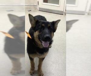 German Shepherd Dog Dogs for adoption in Riverside, CA, USA