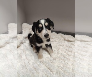 Labrador Retriever-Unknown Mix Dogs for adoption in St. Louis Park, MN, USA