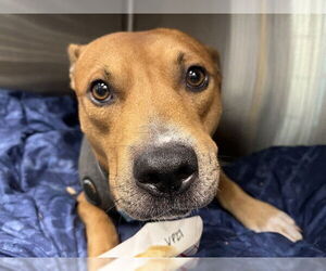 Black Mouth Cur-Unknown Mix Dogs for adoption in Tavares, FL, USA