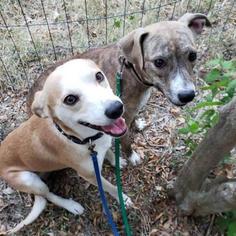 Whippet Dogs for adoption in Austin, TX, USA