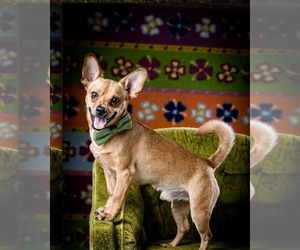Chihuahua-Unknown Mix Dogs for adoption in Concord, NC, USA