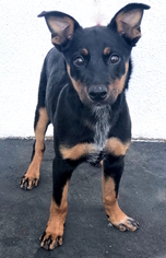Australian Kelpie Dogs for adoption in West Hollywood, CA, USA