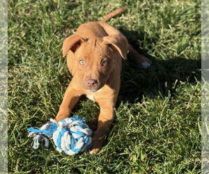 Mutt Dogs for adoption in Crete, IL, USA