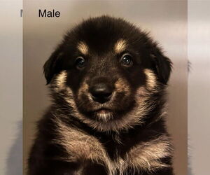 Great Pyrenees-Unknown Mix Dogs for adoption in Pottstown, PA, USA