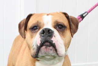 Medium Photo #1 Bulldog Puppy For Sale in Salem, MA, USA