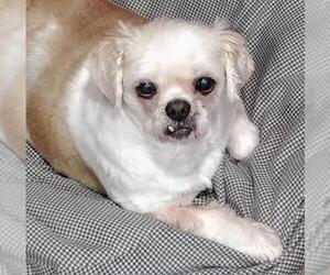 Shih Tzu Dogs for adoption in Beloit, WI, USA