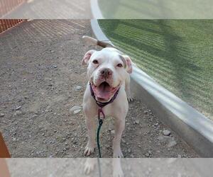 American Pit Bull Terrier-Unknown Mix Dogs for adoption in Las Vegas, NV, USA