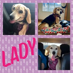 Beagle Dogs for adoption in Lockport, IL, USA