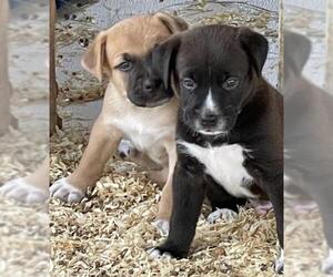 Mutt Dogs for adoption in Prague, OK, USA