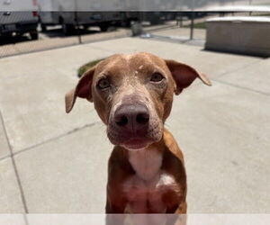 American Pit Bull Terrier-Dachshund Mix Dogs for adoption in Tulsa, OK, USA