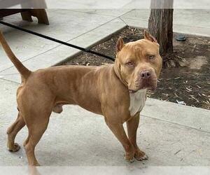 American Pit Bull Terrier Dogs for adoption in Orange, CA, USA