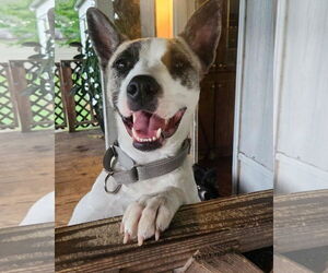 Akita-Unknown Mix Dogs for adoption in Alexander, AR, USA