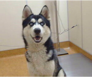 Siberian Husky Dogs for adoption in Sacramento, CA, USA