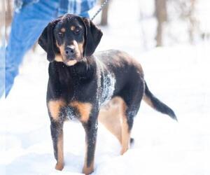 Black and Tan Coonhound Dogs for adoption in Flora, IL, USA