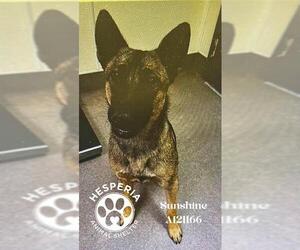 Mutt Dogs for adoption in HESPERIA, CA, USA