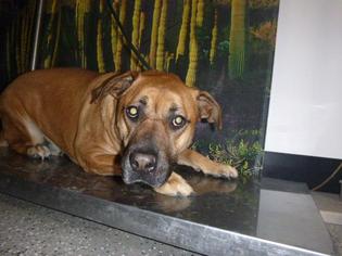 Mastador Dogs for adoption in Henderson, NV, USA