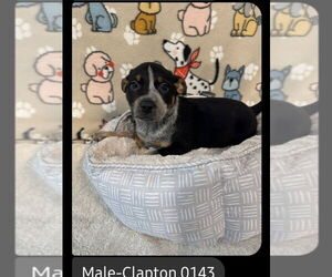 Mutt Dogs for adoption in Foristell, MO, USA
