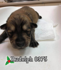 Shollie Dogs for adoption in Stephens City, VA, USA