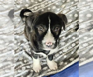 Mutt Dogs for adoption in Omaha, NE, USA