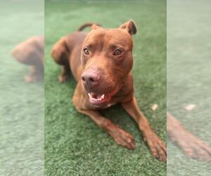 Mutt Dogs for adoption in Rockwall, TX, USA