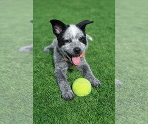 Mutt Dogs for adoption in Sandy, UT, USA